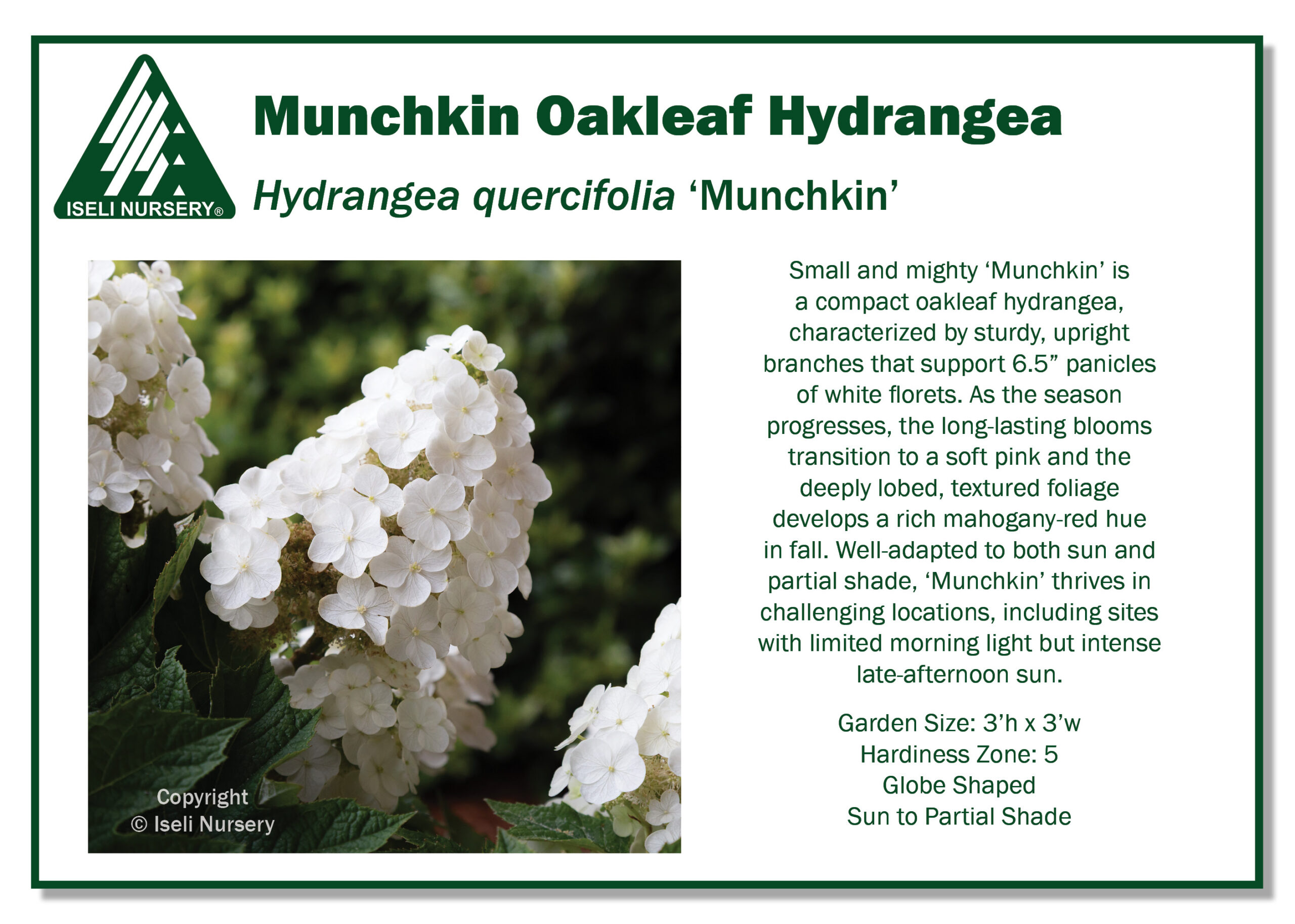 Hydrangea quercifolia 'Munchkin'