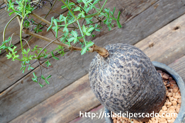 isla del pescado - Cyphostemma montagnacii-キフォステンマ