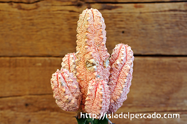 isla del pescado - Euphorbia abdelkuri cv. 'Damask'-ユーフォルビア