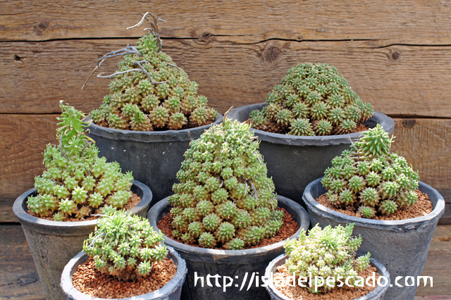 isla del pescado - Euphorbia multiceps-多頭キリン