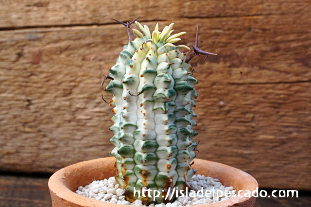 isla del pescado - Euphorbia stellispina f. variegata-群星冠錦