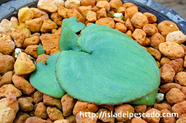 isla del pescado - Eriospermum zeyheri-エリオスペルマム・ゼイヘリ