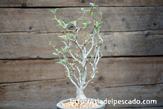 isla del pescado - Pachycormus discolor-象の木