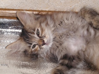 はるちゃんにっき