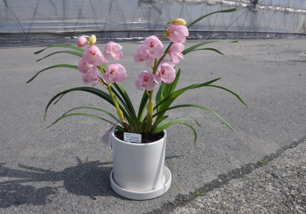 シンビジウム（シンビジューム）本舗｜石田蘭園