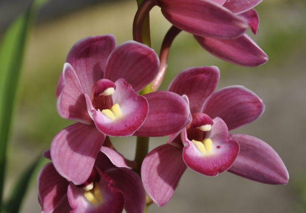 テーブルシンビ | カテゴリー | シンビジウム（シンビジューム）本舗