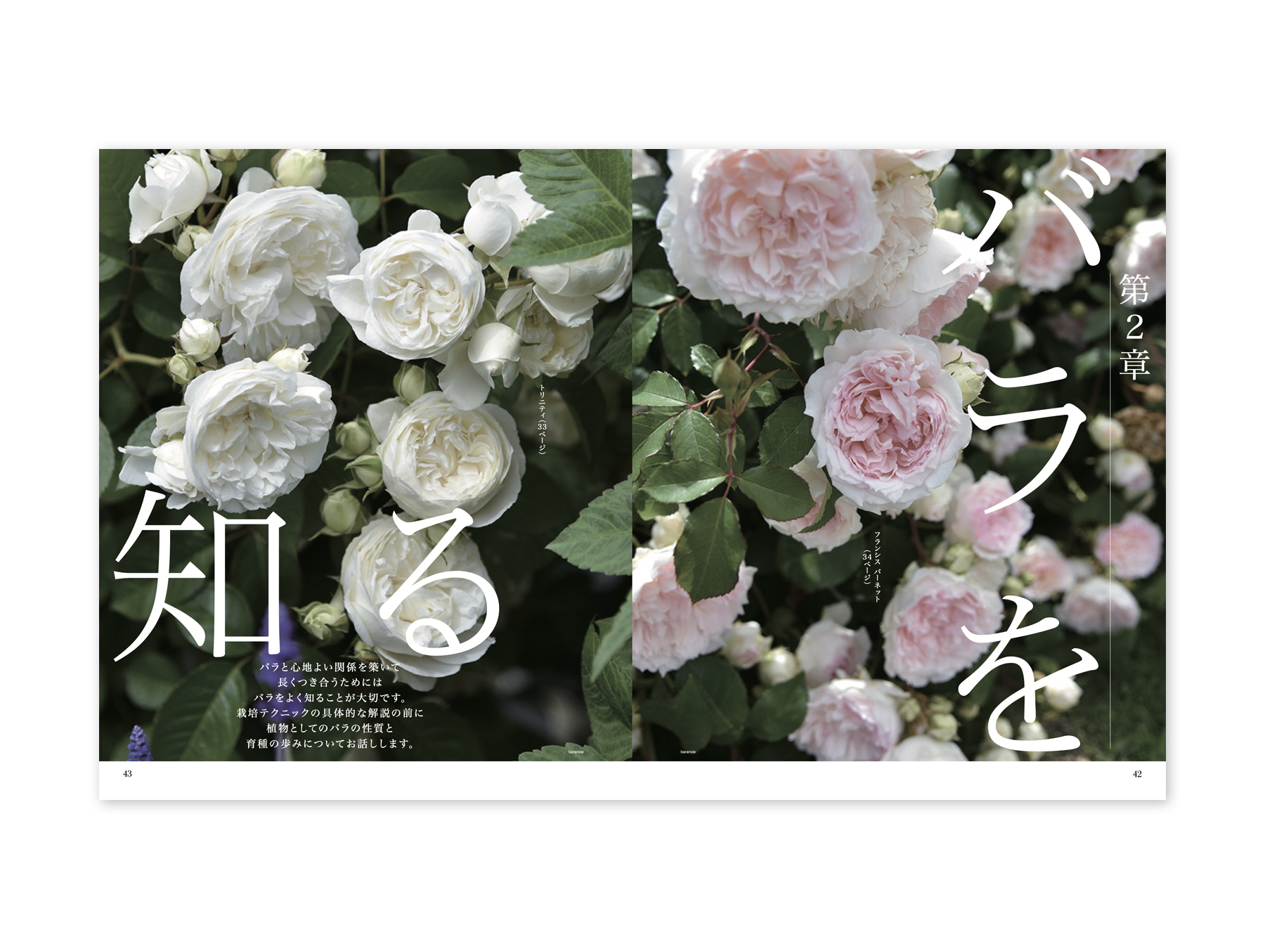 新しいバラ | Okamoto Issen Graphic Design Co.,Ltd.