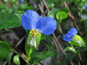 露草色(つゆくさいろ)とは？：伝統色のいろは