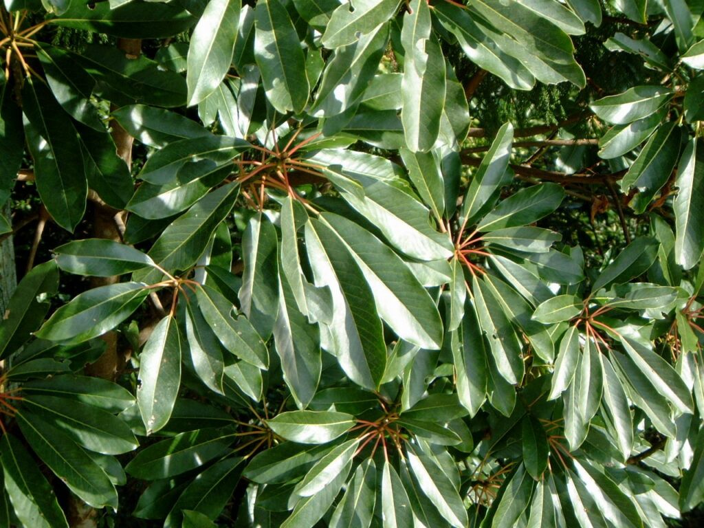 ゆずり葉の由来！！ - 株式会社いろどり