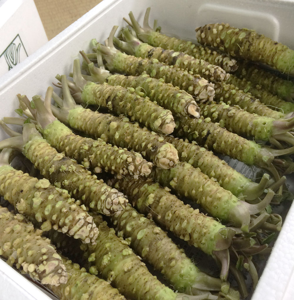 静岡県産 わさび苗 250本 ワサビ 苗 静岡県産 わさび苗 500本