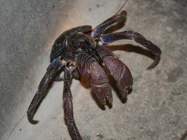 西表島で会える希少種「ヤシガニ」って？ | 西表島ツアーズ