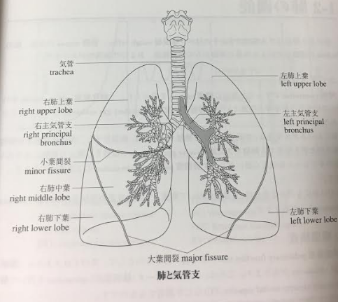 DHCの医療翻訳講座の評判・私が受講した英日メディカルコースの体験談