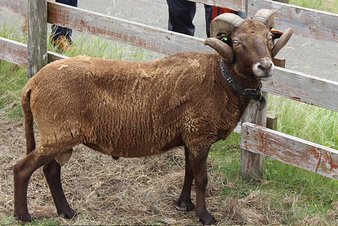 ひつじのこと｜いわぬまひつじ村