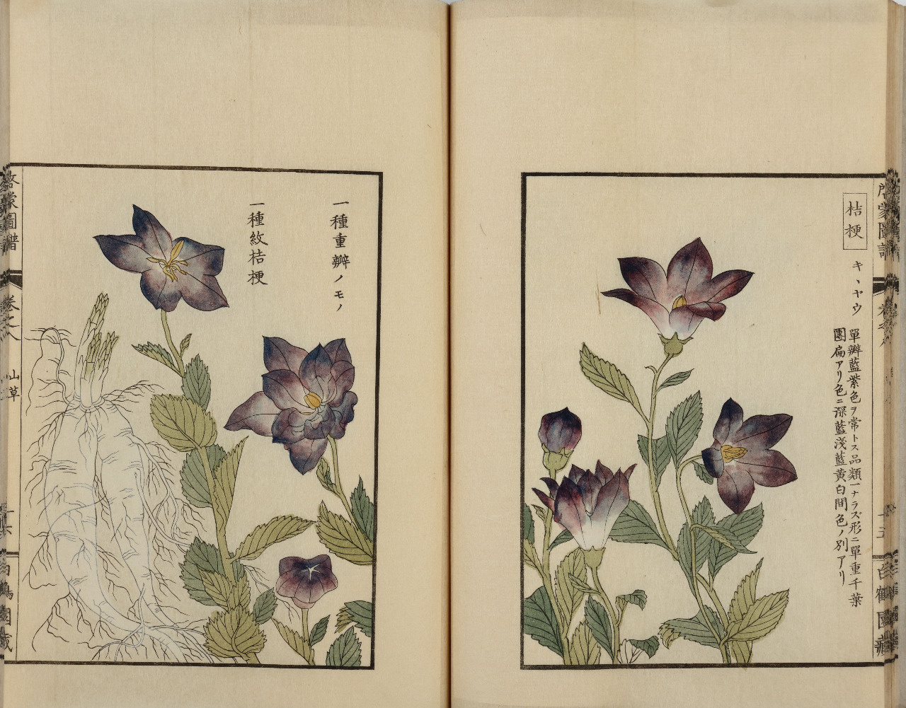 植物への恋文（ラブレター） ～本草書から牧野富太郎の手紙まで