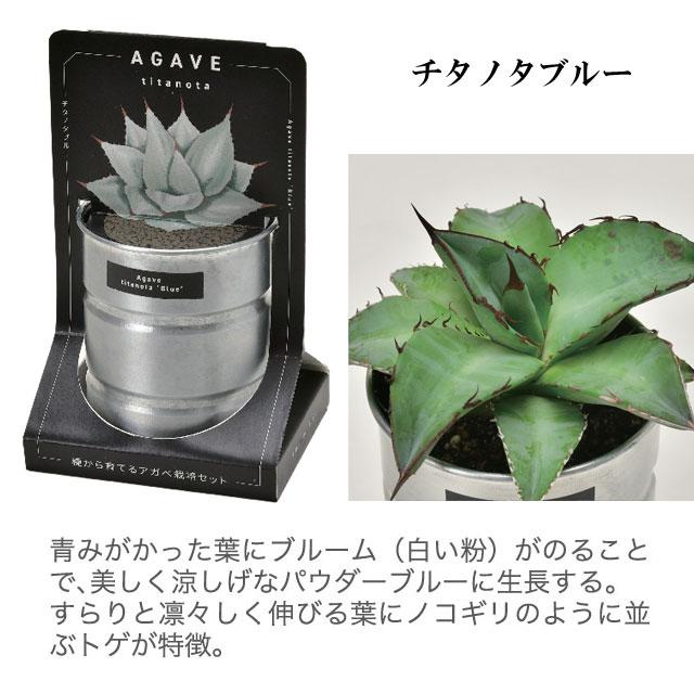 栽培キット 種から育てる アガベ栽培セット アガベ パリーホーチ