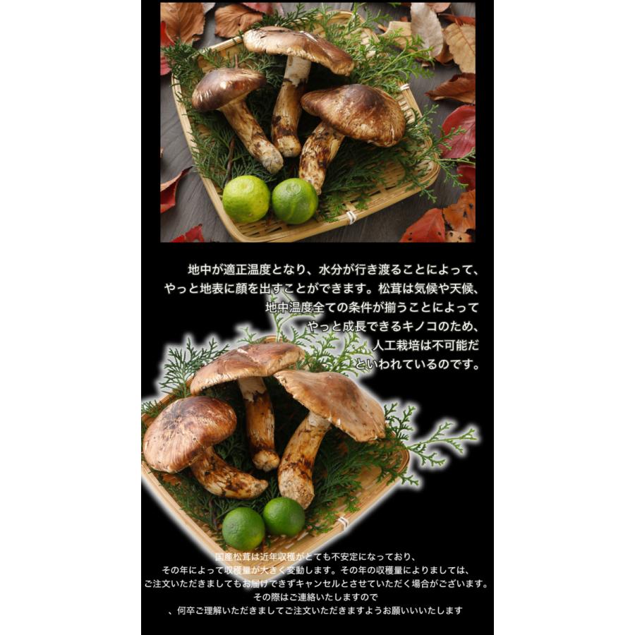 2026年10月分予約 国産 松茸 ひらき 約450g前後 4~8本程度 まつたけ