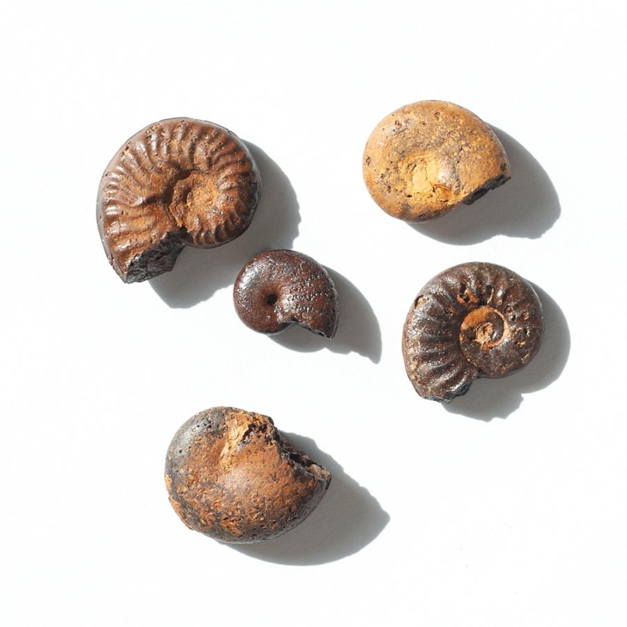 チャーム（charm） 形状お任せ アンモナイトの化石 5個 ヘマタイト化