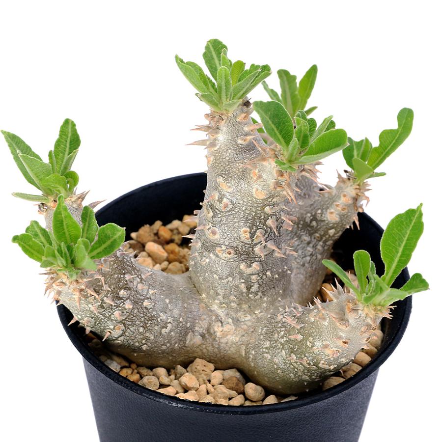 多肉植物）パキポディウム デンシカウレ 恵比寿大黒 実生苗 3号（1鉢