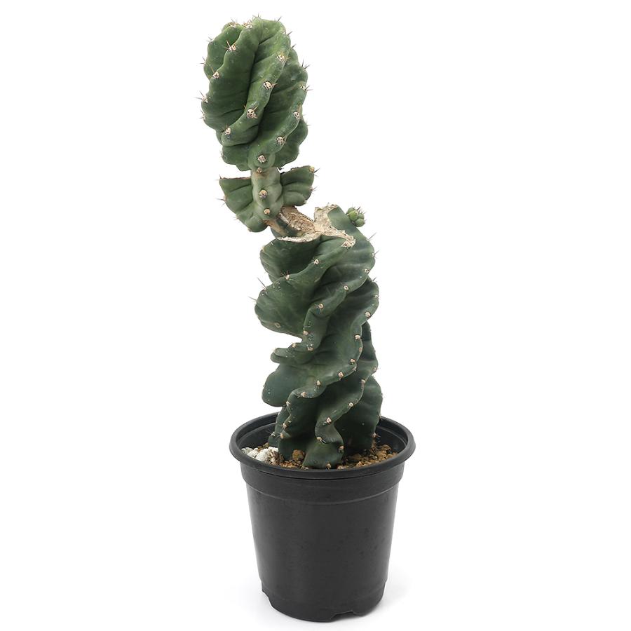 多肉植物）一点物 サボテン セレウス カスタネア スピラリス ブランチ