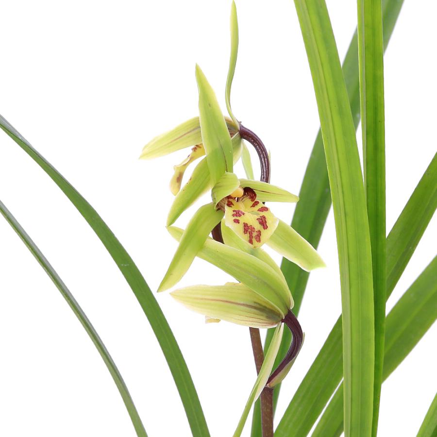 テ*ン様 山野草・ホザキラン(希少種！ホザキラン) も*ん様 山野草