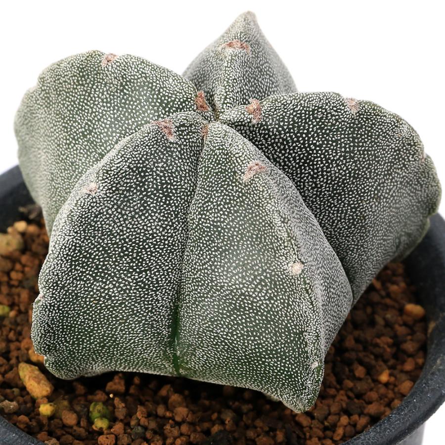 多肉植物）サボテン アストロフィツム ランポー玉（鸞鳳玉）3号（1鉢