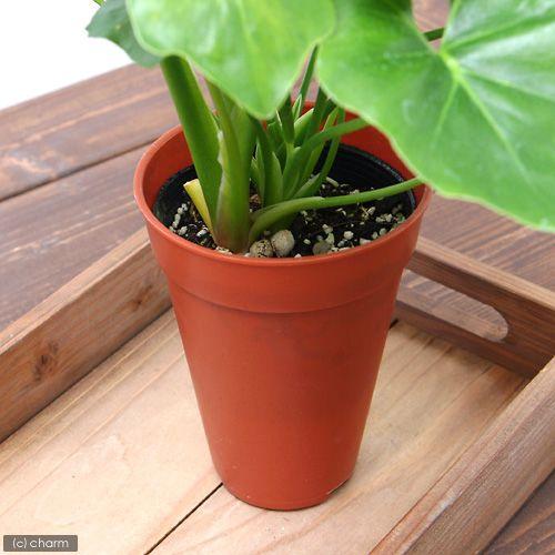チャーム（charm） （観葉植物）フィロデンドロン セローム 3．5〜4