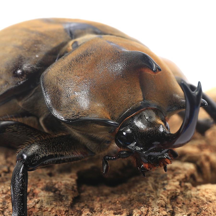 昆虫）ギアスゾウカブトムシ (亜種ポリオン)ブラジル バイア産 成虫