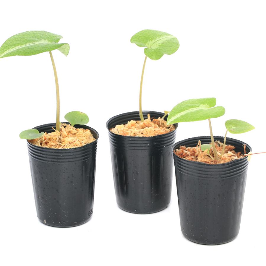 チャーム（charm） （山野草）フタバアオイ（二葉葵）斑入りオナガ