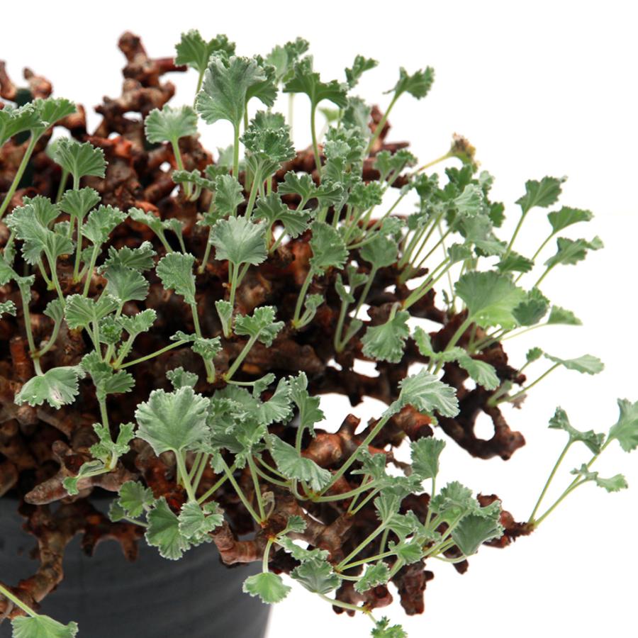 多肉植物）一点物 ペラルゴニウム ミラビレ 未発根 現地株 枯れ枝あり