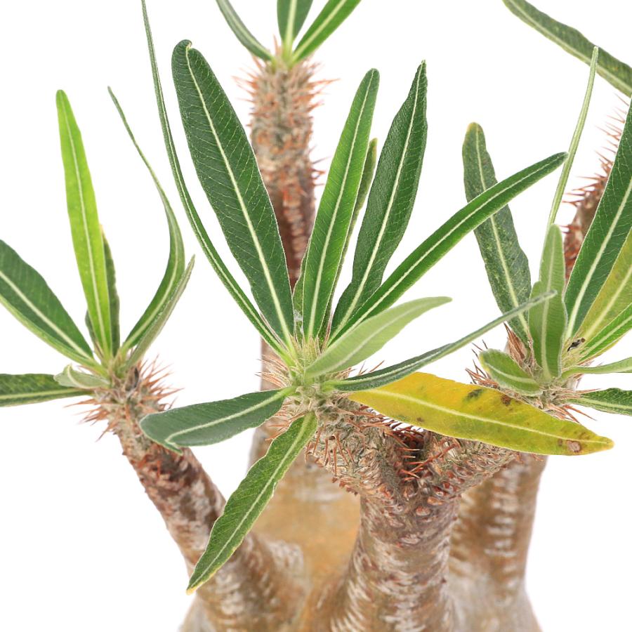 多肉植物）一点物 パキポディウム グラキリス 現地株 発根確認済み 3