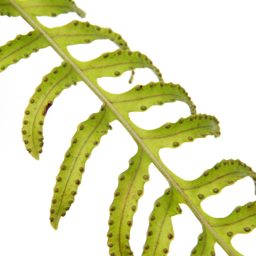 観葉植物）レカノプテリス タツタ（アリノスシダ）（1鉢） : チャーム