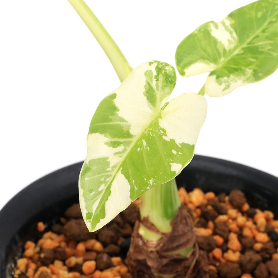 観葉植物）一点物 斑入り クワズイモ 5号（1鉢）（392472