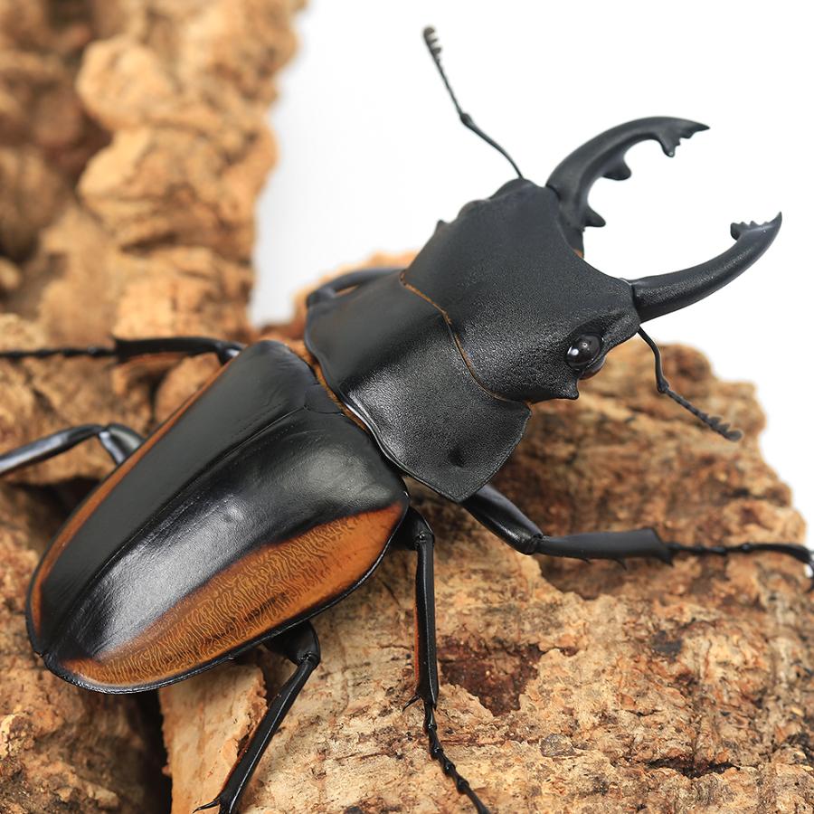 昆虫）スティーブンスツヤクワガタ（亜種ママサエンシス）中歯型