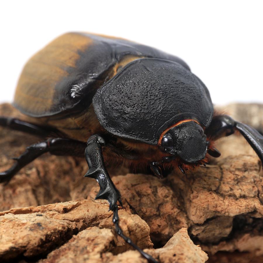 昆虫）ギアスゾウカブトムシ (亜種ポリオン)ブラジル バイア産 成虫