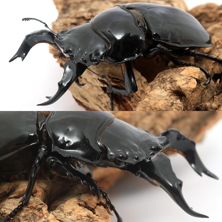 標本】タランドゥスオオツヤクワガタ コンゴ産89.8ミリ 飼育品 標本