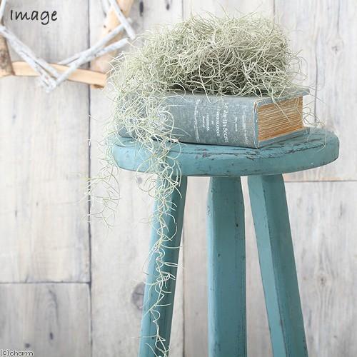 チャーム（charm） （観葉植物）エアープランツ チランジア