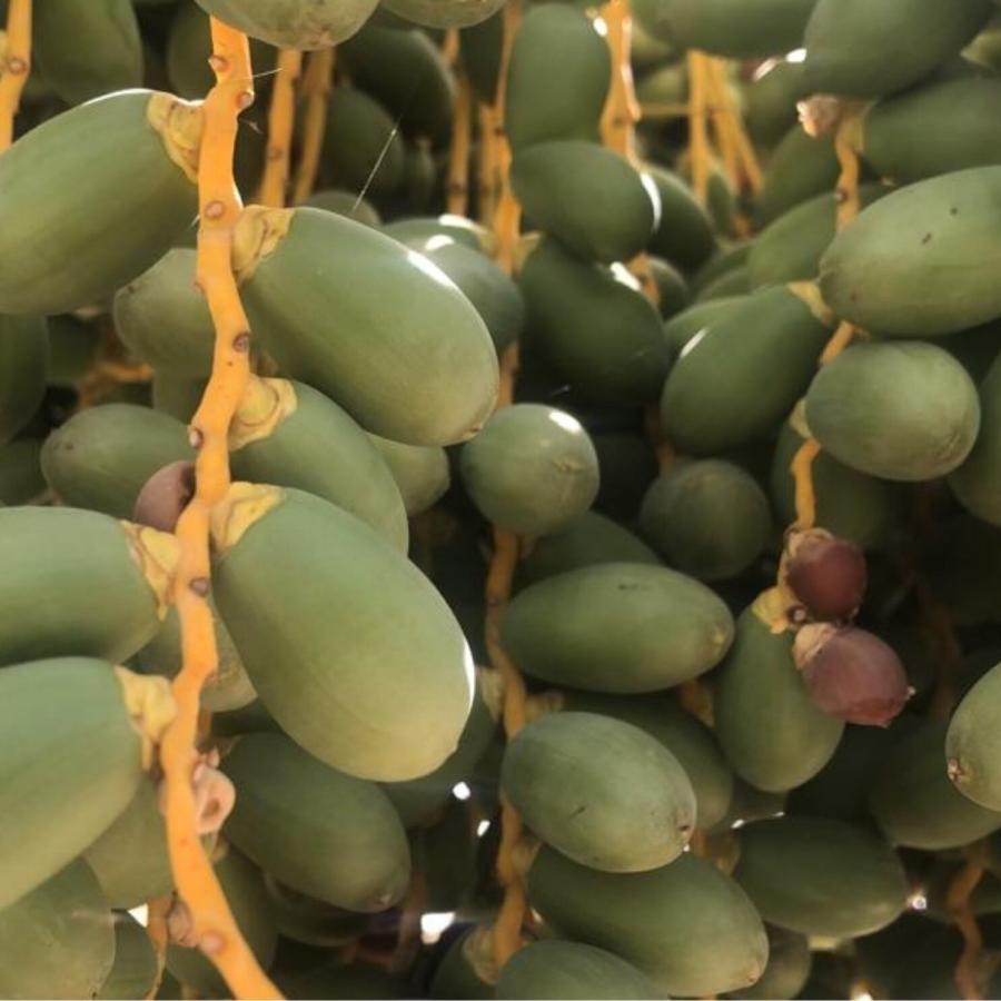 デーツ 王様のデーツ習慣 400g × 10袋 大袋 種抜きデーツ ドライデーツ