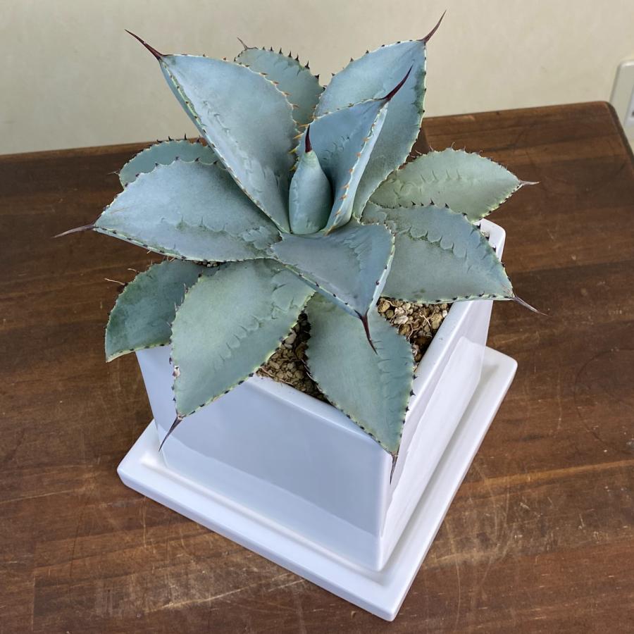 小型観葉植物 アガベ ピグマエア ドラゴン トウス 鉢皿付陶器鉢S13