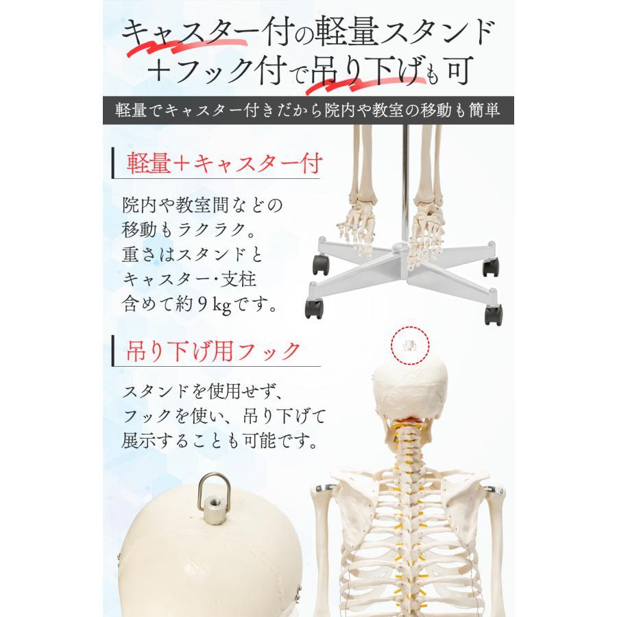 国際規格認証品】人体模型 骨格模型 骨格標本 成人男性等身大 170cm
