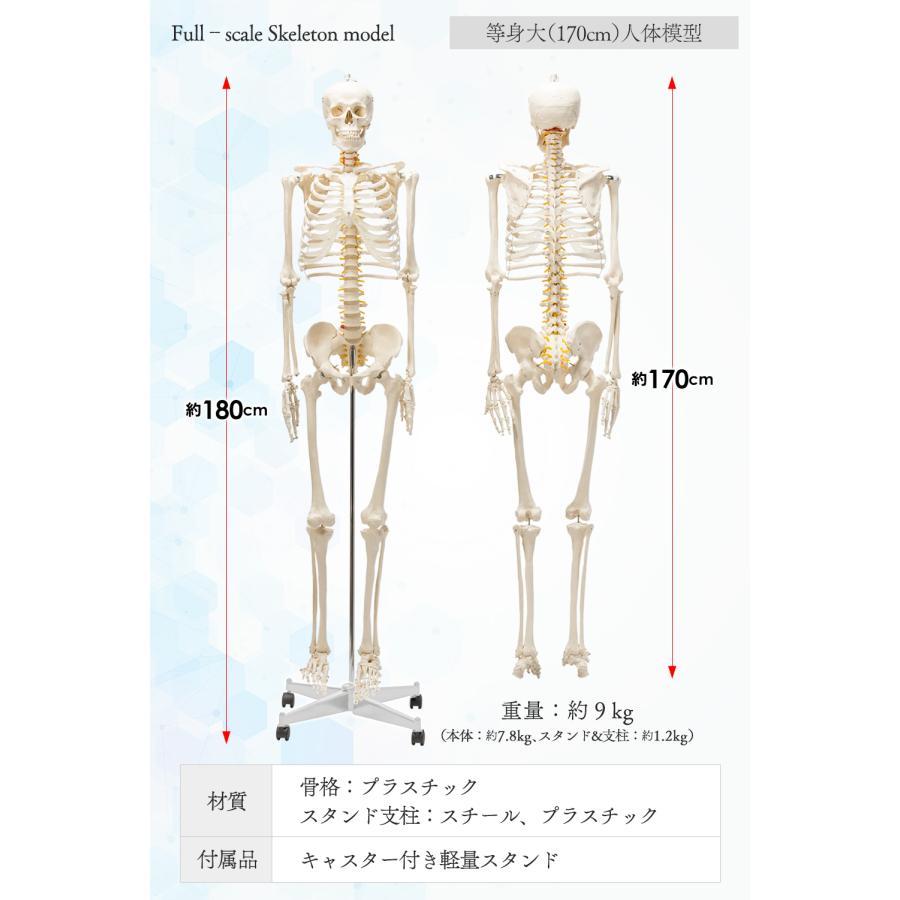 国際規格認証品】人体模型 骨格模型 骨格標本 成人男性等身大 170cm