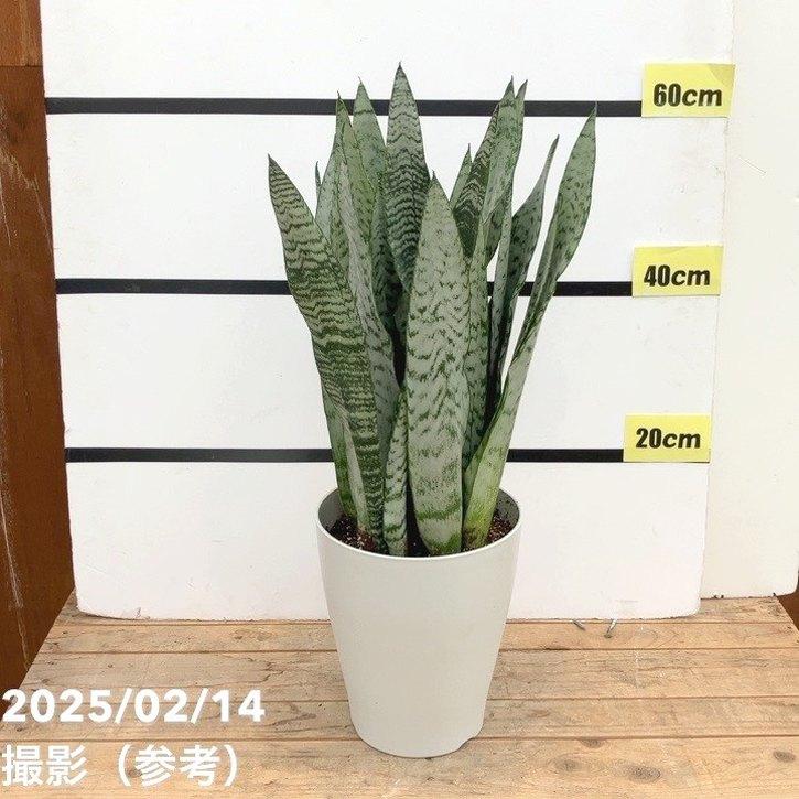 サンスベリア 7号 ゼラニカ プラスチック鉢仕様｜観葉02-D2 : 赤塚