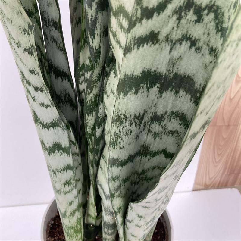 サンスベリア 7号 ゼラニカ プラスチック鉢仕様｜観葉02-D2 : 赤塚