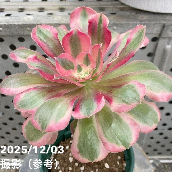 アエオニウム ピンクレディ錦 4号｜観葉04-PA : 赤塚植物園ヤフー店