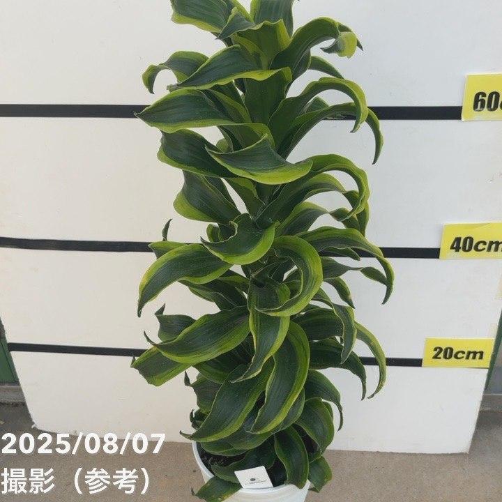 ドラセナ トルネード 6号 斑入り｜観葉10-TU : 赤塚植物園ヤフー店