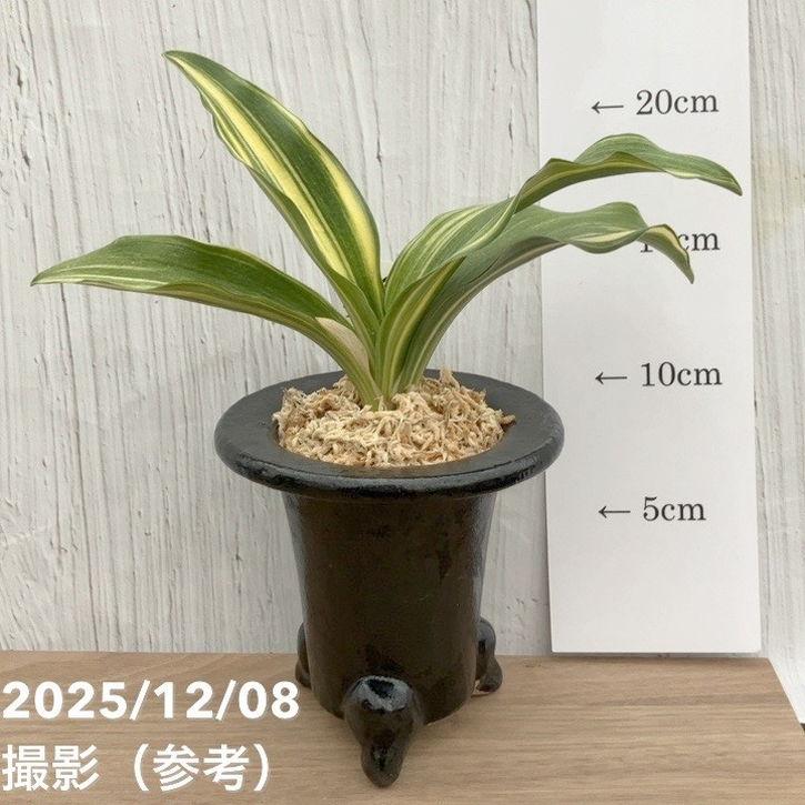 現品お届け】豊明園 万年青 オモト 大宝出世 陶器鉢（O26）｜観葉10-TU