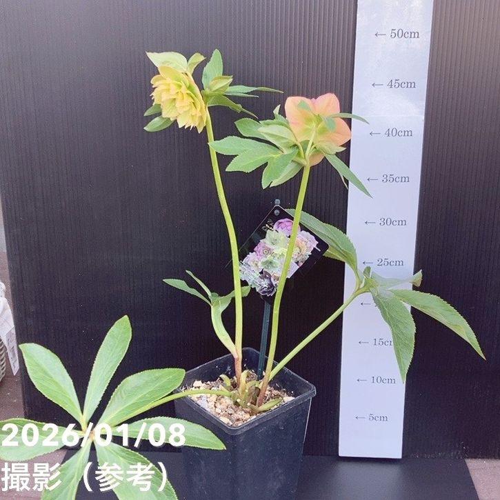 一点物】堀切園 クリスマスローズ ウィンターシンフォニー 5号角鉢