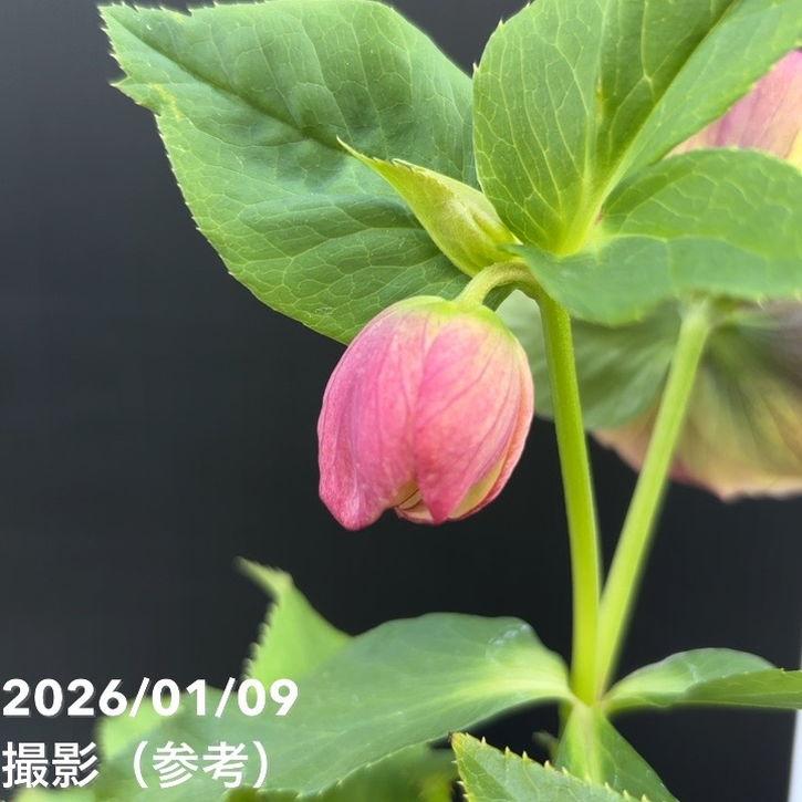 一点物】堀切園 クリスマスローズ ウィンターシンフォニー 5号角鉢