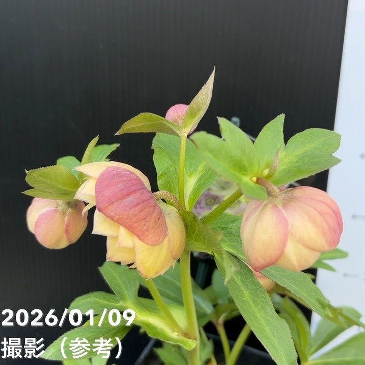 一点物】堀切園 クリスマスローズ ウィンターシンフォニー 5号角鉢