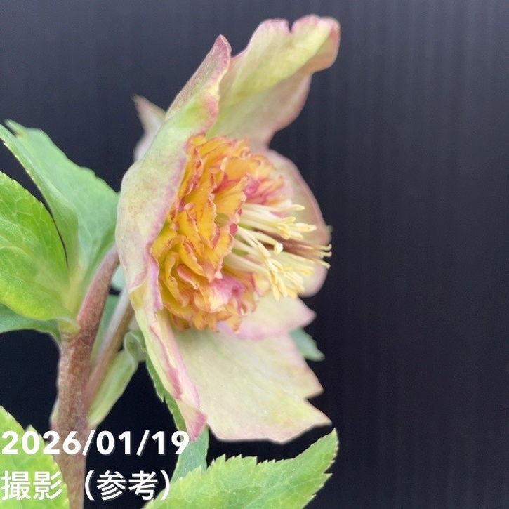 お買い得一点物咲き進み株】加藤農園 クリスマスローズ 4.5号（KT3