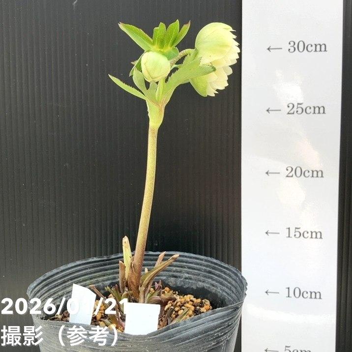 お買い得一点物咲き進み株】加藤農園 クリスマスローズ フレグランス